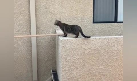 Yan dairenin balkonuna kaçan kedisini kurtarmak için her yolu denedi, başarılı olamadı – Teknoloji